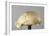 Fossil Skullcap of Java Man Hominin-null-Framed Giclee Print