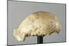 Fossil Skullcap of Java Man Hominin-null-Mounted Giclee Print