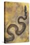 Fossil Snake from the Messel Lake Oil Shale Deposit-null-Stretched Canvas