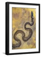 Fossil Snake from the Messel Lake Oil Shale Deposit-null-Framed Photographic Print