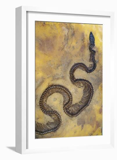 Fossil Snake from the Messel Lake Oil Shale Deposit-null-Framed Photographic Print