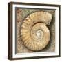 Fossil Spiral Snail Stone Real Ancient Petrified Shell over Limestone-Natureworld-Framed Photographic Print