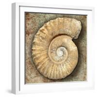 Fossil Spiral Snail Stone Real Ancient Petrified Shell over Limestone-Natureworld-Framed Photographic Print