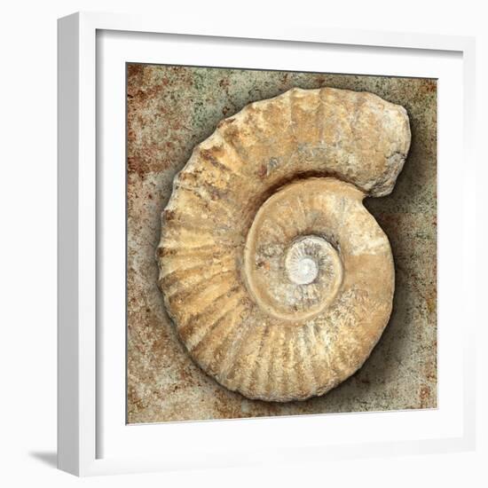 Fossil Spiral Snail Stone Real Ancient Petrified Shell over Limestone-Natureworld-Framed Photographic Print