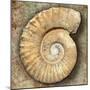 Fossil Spiral Snail Stone Real Ancient Petrified Shell over Limestone-Natureworld-Mounted Photographic Print