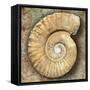 Fossil Spiral Snail Stone Real Ancient Petrified Shell over Limestone-Natureworld-Framed Stretched Canvas