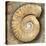 Fossil Spiral Snail Stone Real Ancient Petrified Shell over Limestone-Natureworld-Stretched Canvas