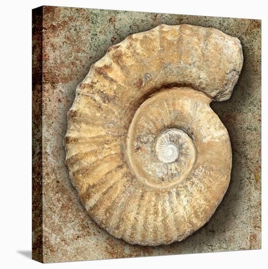 Fossil Spiral Snail Stone Real Ancient Petrified Shell over Limestone-Natureworld-Stretched Canvas