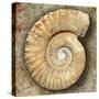 Fossil Spiral Snail Stone Real Ancient Petrified Shell over Limestone-Natureworld-Stretched Canvas