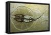 Fossil Stingray from Wyoming-null-Framed Stretched Canvas