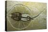 Fossil Stingray from Wyoming-null-Stretched Canvas