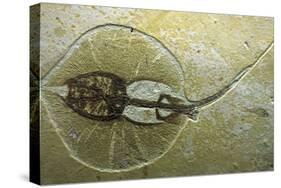 Fossil Stingray from Wyoming-null-Stretched Canvas
