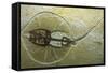Fossil Stingray from Wyoming-null-Framed Stretched Canvas