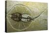 Fossil Stingray from Wyoming-null-Stretched Canvas