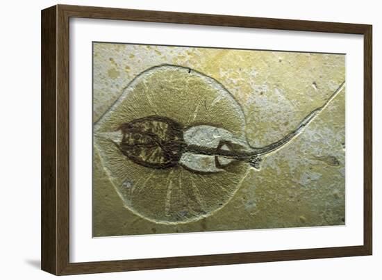 Fossil Stingray from Wyoming-null-Framed Photographic Print