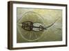 Fossil Stingray from Wyoming-null-Framed Photographic Print