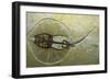 Fossil Stingray from Wyoming-null-Framed Photographic Print