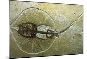 Fossil Stingray from Wyoming-null-Mounted Photographic Print