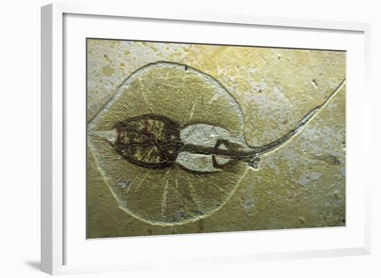 Fossil Stingray from Wyoming-null-Framed Photographic Print