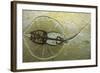 Fossil Stingray from Wyoming-null-Framed Photographic Print