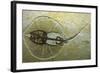 Fossil Stingray from Wyoming-null-Framed Photographic Print