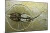 Fossil Stingray from Wyoming-null-Mounted Photographic Print