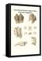Fossil Teeth of Prehistoric Hippo and Rhino, Fossil Claw of Megalonix-James Parkinson-Framed Stretched Canvas