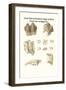 Fossil Teeth of Prehistoric Hippo and Rhino, Fossil Claw of Megalonix-James Parkinson-Framed Art Print