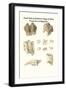 Fossil Teeth of Prehistoric Hippo and Rhino, Fossil Claw of Megalonix-James Parkinson-Framed Art Print