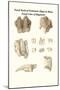 Fossil Teeth of Prehistoric Hippo and Rhino, Fossil Claw of Megalonix-James Parkinson-Mounted Art Print