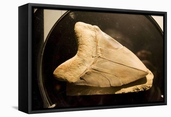 Fossil Tooth of Megalodon or Megatooth Shark Oceanopolis-null-Framed Stretched Canvas