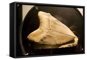 Fossil Tooth of Megalodon or Megatooth Shark Oceanopolis-null-Framed Stretched Canvas