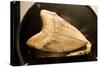 Fossil Tooth of Megalodon or Megatooth Shark Oceanopolis-null-Stretched Canvas