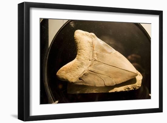 Fossil Tooth of Megalodon or Megatooth Shark Oceanopolis-null-Framed Premium Photographic Print