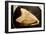 Fossil Tooth of Megalodon or Megatooth Shark Oceanopolis-null-Framed Premium Photographic Print
