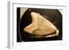 Fossil Tooth of Megalodon or Megatooth Shark Oceanopolis-null-Framed Premium Photographic Print