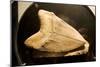 Fossil Tooth of Megalodon or Megatooth Shark Oceanopolis-null-Mounted Premium Photographic Print