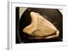 Fossil Tooth of Megalodon or Megatooth Shark Oceanopolis-null-Framed Photographic Print