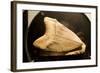 Fossil Tooth of Megalodon or Megatooth Shark Oceanopolis-null-Framed Photographic Print