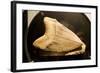 Fossil Tooth of Megalodon or Megatooth Shark Oceanopolis-null-Framed Photographic Print