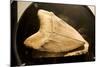 Fossil Tooth of Megalodon or Megatooth Shark Oceanopolis-null-Mounted Photographic Print