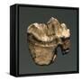 Fossil Tooth of Saber-Toothed Cat-null-Framed Stretched Canvas