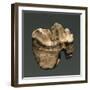 Fossil Tooth of Saber-Toothed Cat-null-Framed Giclee Print