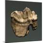 Fossil Tooth of Saber-Toothed Cat-null-Mounted Giclee Print