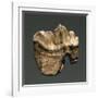 Fossil Tooth of Saber-Toothed Cat-null-Framed Giclee Print