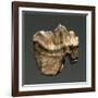 Fossil Tooth of Saber-Toothed Cat-null-Framed Giclee Print