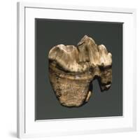 Fossil Tooth of Saber-Toothed Cat-null-Framed Giclee Print