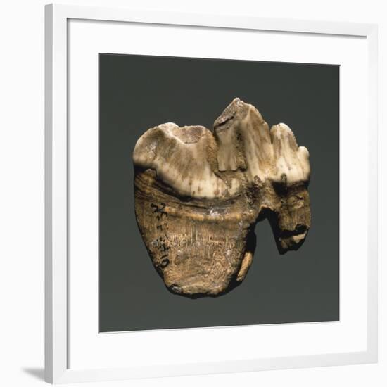 Fossil Tooth of Saber-Toothed Cat-null-Framed Giclee Print