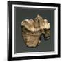 Fossil Tooth of Saber-Toothed Cat-null-Framed Giclee Print