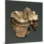 Fossil Tooth of Saber-Toothed Cat-null-Mounted Giclee Print